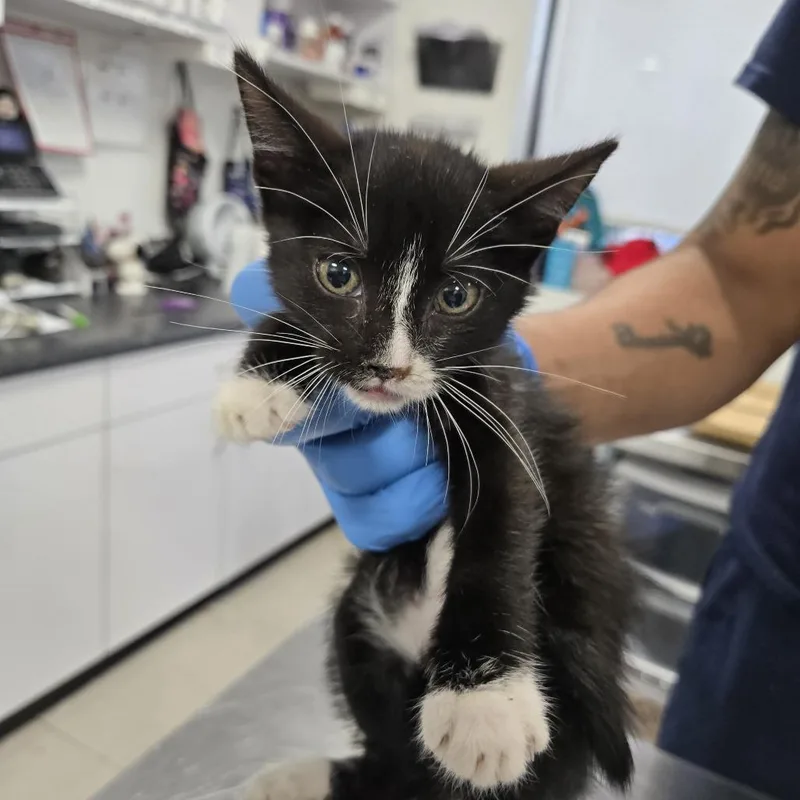 A baby small-sized male Black Domestic Short Hair cat named Bailey for adoption in Newark, NJ