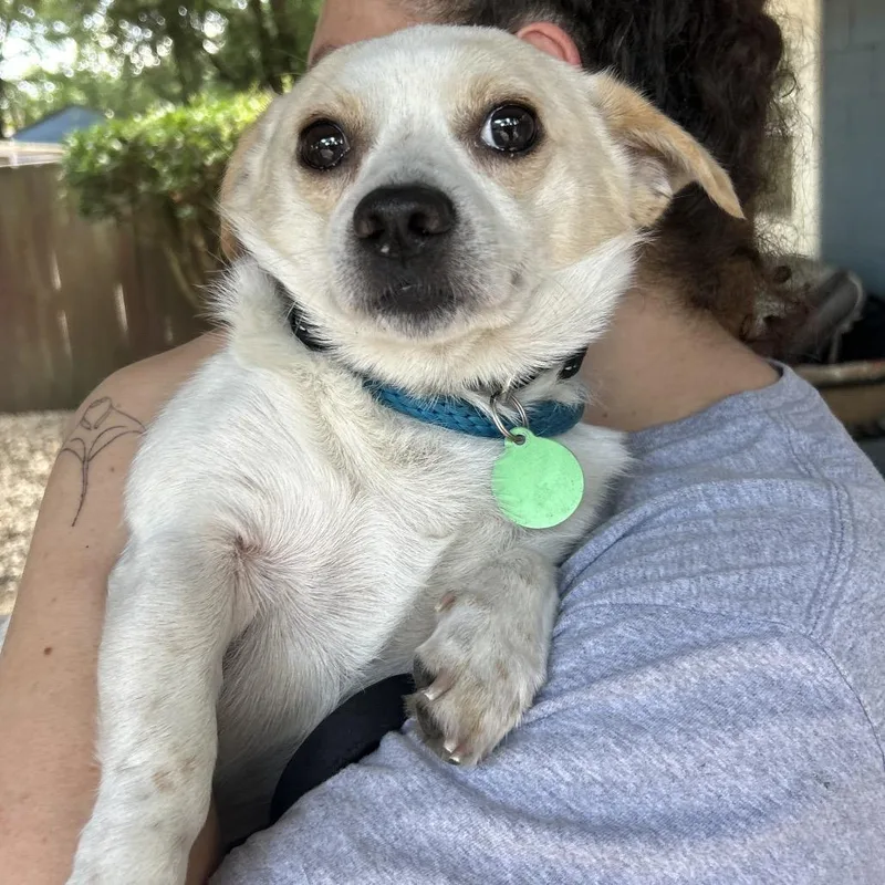 An adult small-sized male White / Cream Mixed Breed dog named Dezi for adoption in Decatur, GA