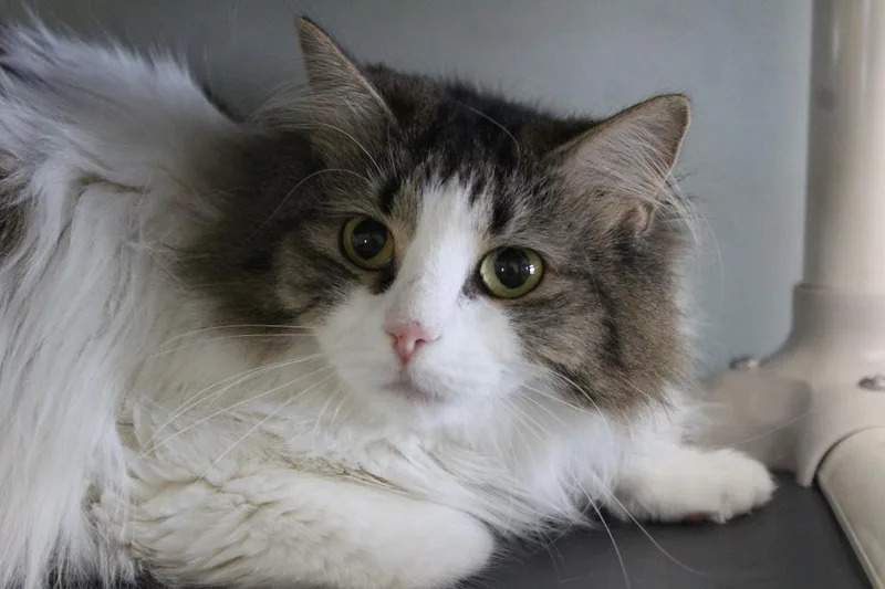 Jolene Rae thumbnail 2