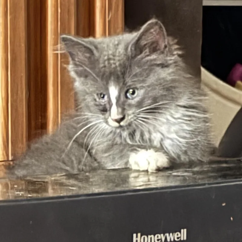 A baby medium-sized male Gray & White Domestic Long Hair cat named Gizmo for adoption in Maryville, TN