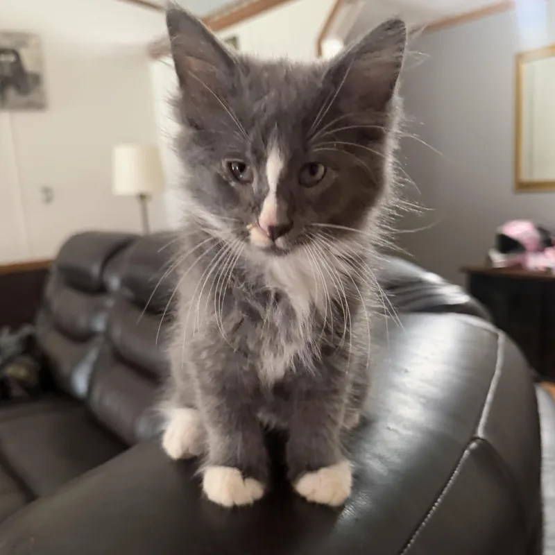 Gizmo thumbnail 3