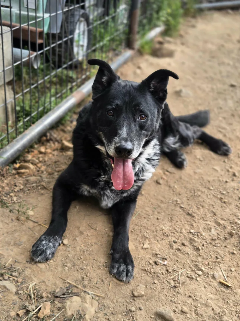 A senior medium-sized male Black Mixed Breed dog named Copernicus for adoption in Clarksville, TN