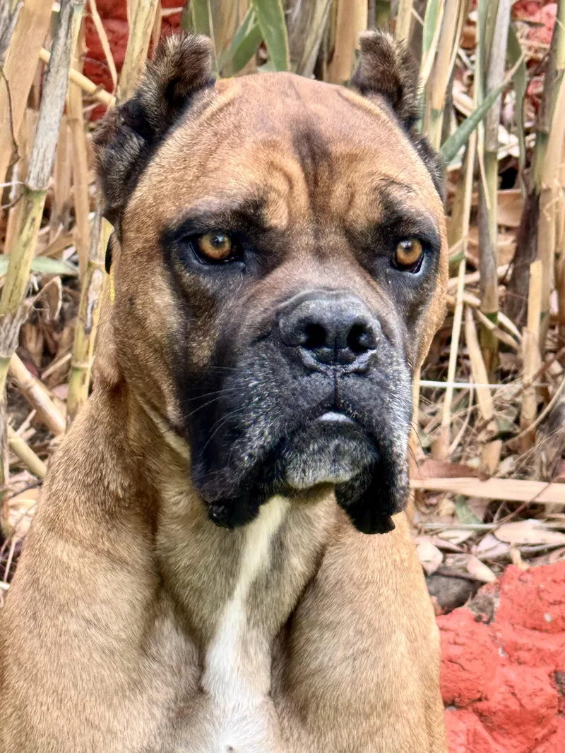 A young medium-sized male Black Boxer dog named Loaf  CaT FrieNdlY for adoption in Van Nuys, CA