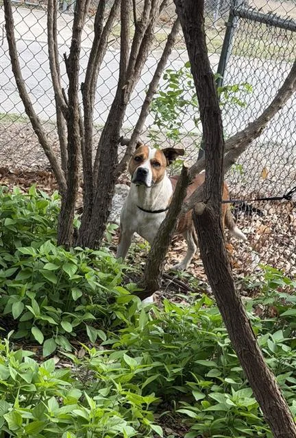 An adult large-sized male American Staffordshire Terrier dog named Steve for adoption in San Antonio, TX