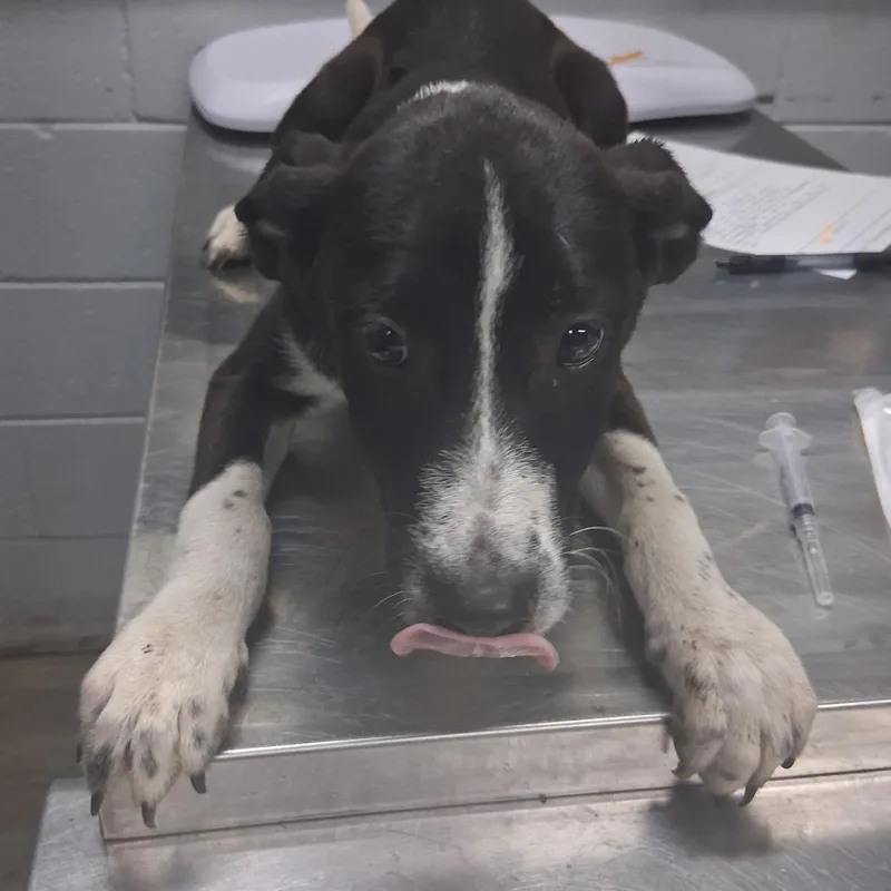 A baby small-sized male Black Shepherd dog named Mocha for adoption in Summerville, SC