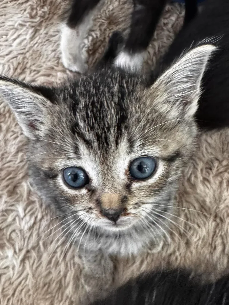 A baby medium-sized male Tabby (Brown / Chocolate) Domestic Short Hair cat named Nate for adoption in Greensboro, NC