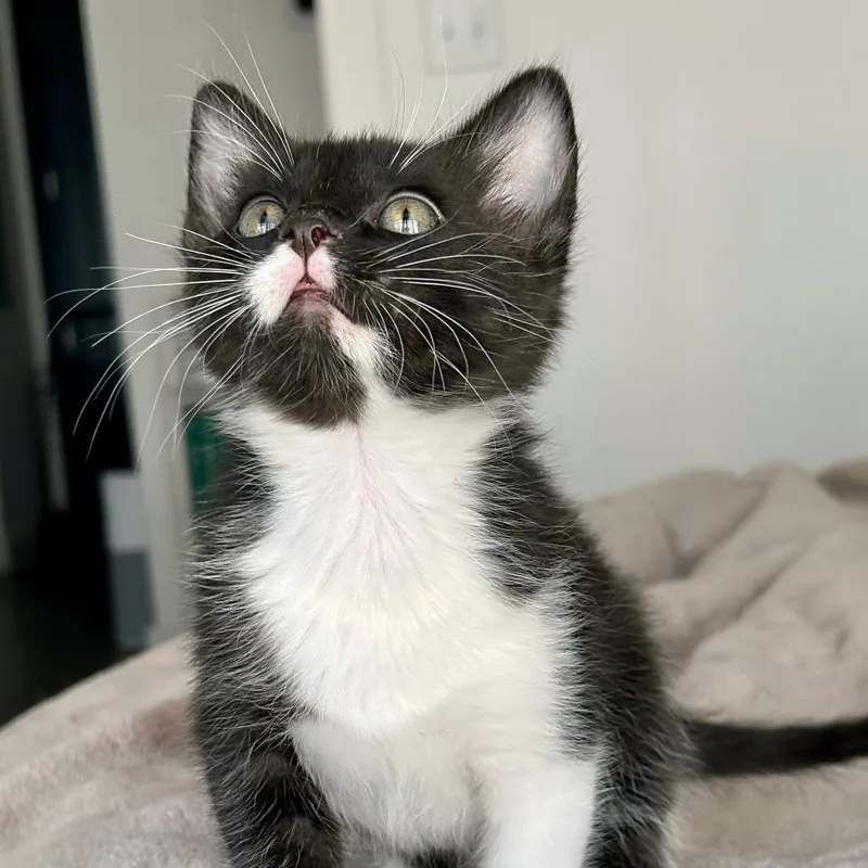 A baby small-sized male Black Domestic Short Hair cat named Piano for adoption in Brownsboro, AL