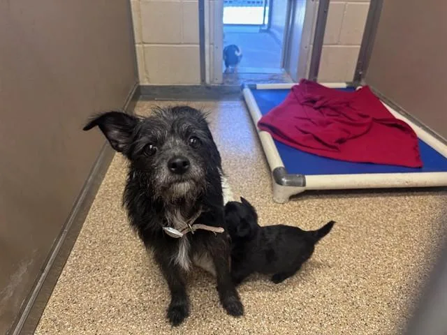 An adult small-sized female Rat Terrier dog named Mary for adoption in Albuquerque, NM