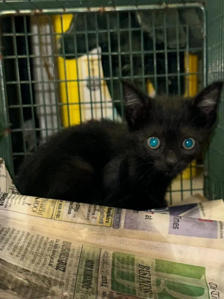 A baby small-sized female Domestic Short Hair cat named Paxton for adoption in Bossier City, LA