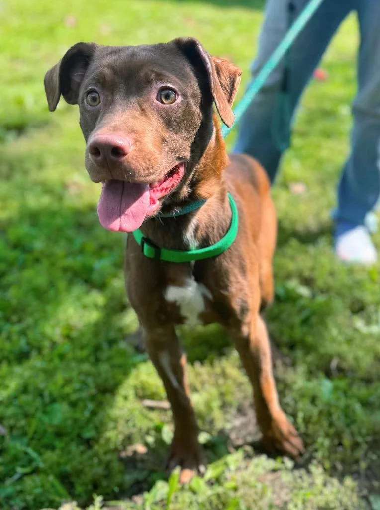 A baby medium-sized male Mixed Breed dog named Huck's for adoption in Effingham, IL