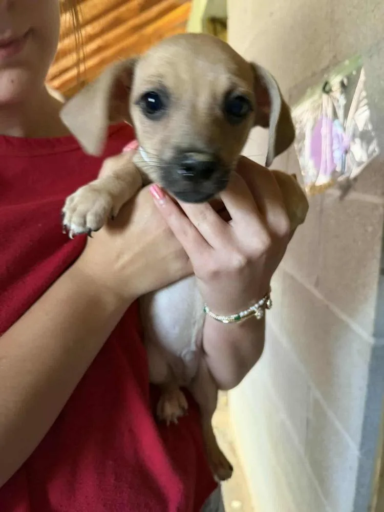 A baby small-sized female Chihuahua dog named Remi for adoption in New York, NY