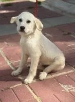 A baby medium-sized male Mixed Breed dog named Snow for adoption in West Chester, PA