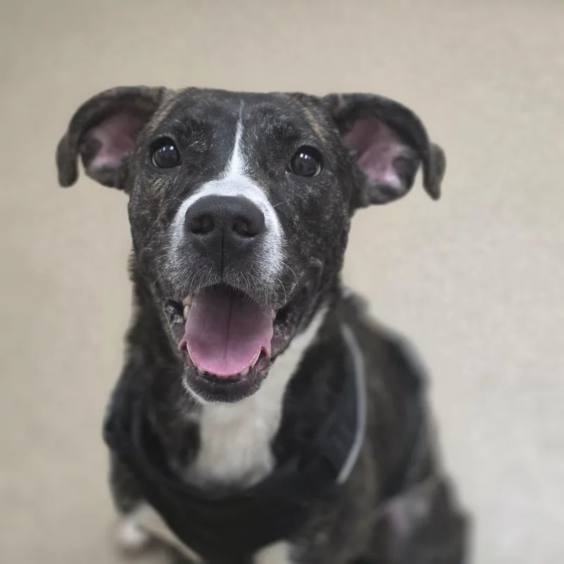 An adult medium-sized female Brindle Pit Bull Terrier dog named Amber for adoption in Chatham, VA