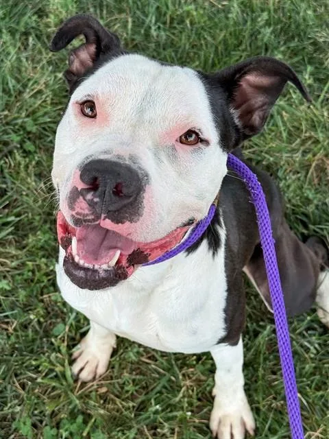A young large-sized male Terrier dog named Kilo for adoption in Olivette, MO