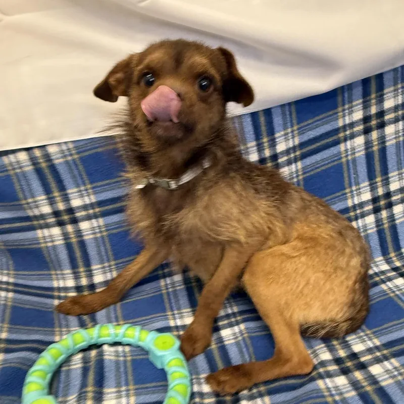 A young small-sized male Brown / Chocolate Chihuahua dog named Jack for adoption in Houston, TX