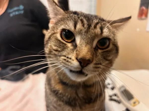 A young small-sized male Domestic Short Hair cat named Milo for adoption in Oceanside, CA