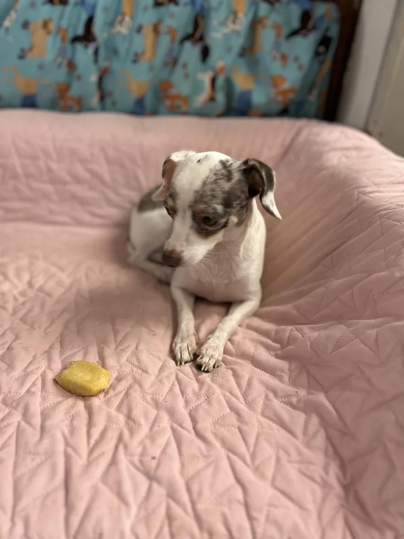 A young small-sized female White / Cream Miniature Dachshund dog named Flower for adoption in Chickasha, OK