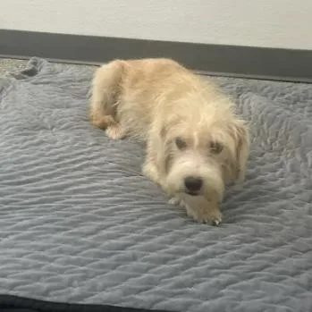An adult small-sized female Golden Wirehaired Terrier dog named Ann Chovy for adoption in East Saint Louis, IL
