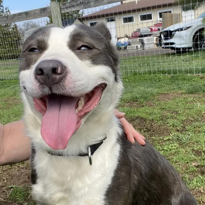 An adult medium-sized male Gray / Blue / Silver Border Collie dog named Dr Dog for adoption in Quakertown, PA