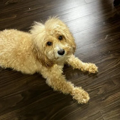 An adult small-sized male Apricot / Beige Cockapoo dog named Flash for adoption in Fairfax Station, VA
