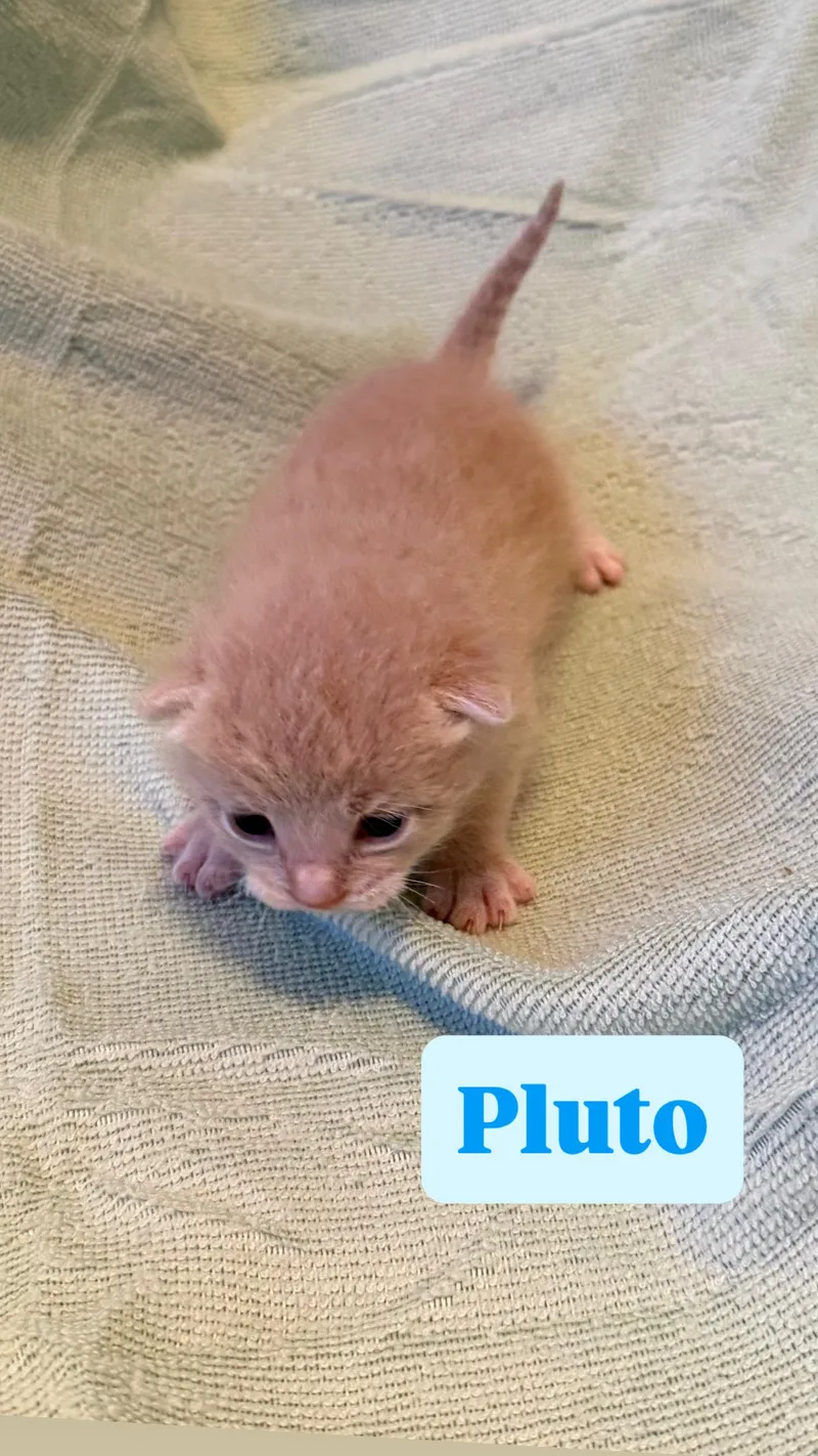 A baby small-sized male Domestic Short Hair cat named Pluto for adoption in Long Beach, CA