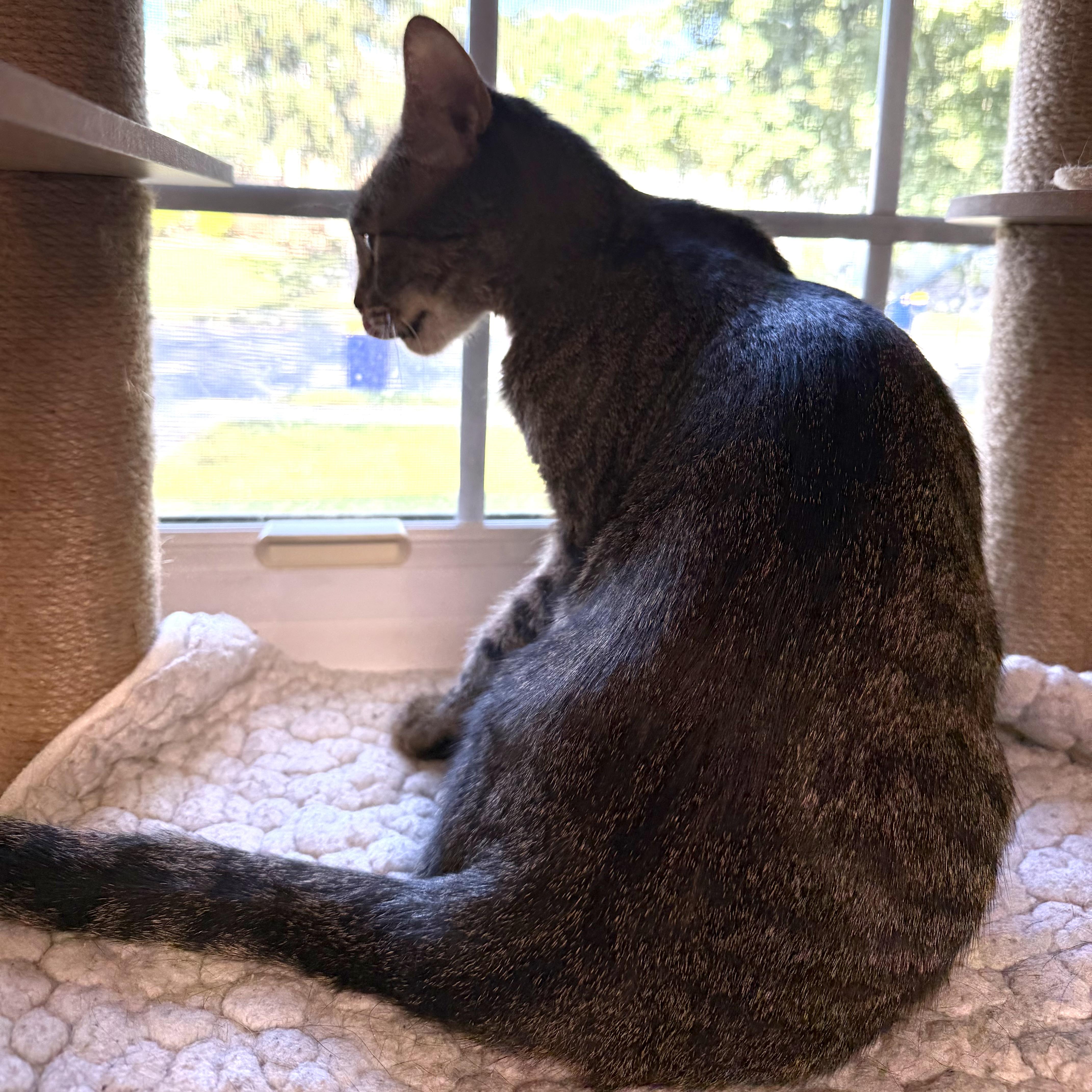 An adult medium-sized female Domestic Short Hair cat named Emily for adoption in Lemoyne, PA