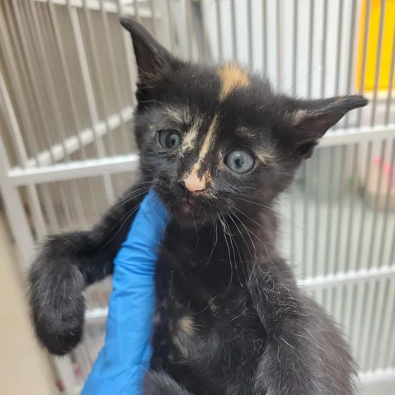 A baby small-sized female Tortoiseshell Domestic Short Hair cat named Azawakh for adoption in Westminster, CA