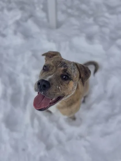 A young small-sized male Mixed Breed dog named Suki for adoption in Columbus, IN