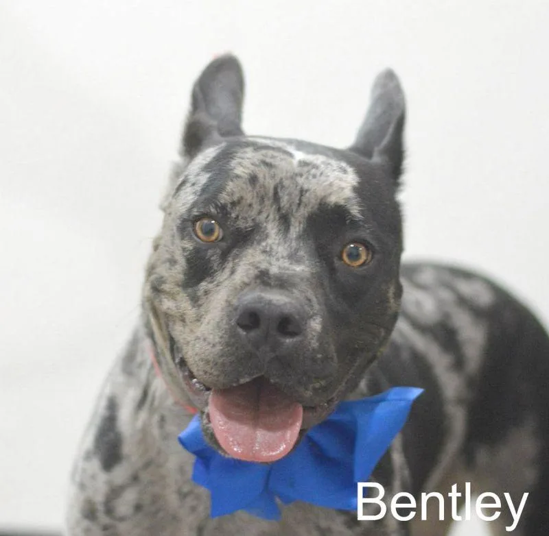 Bentley
