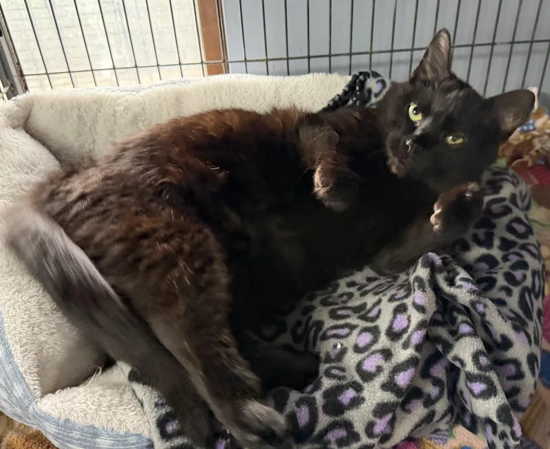 An adult medium-sized female Black Domestic Short Hair cat named Terry for adoption in Columbus, OH
