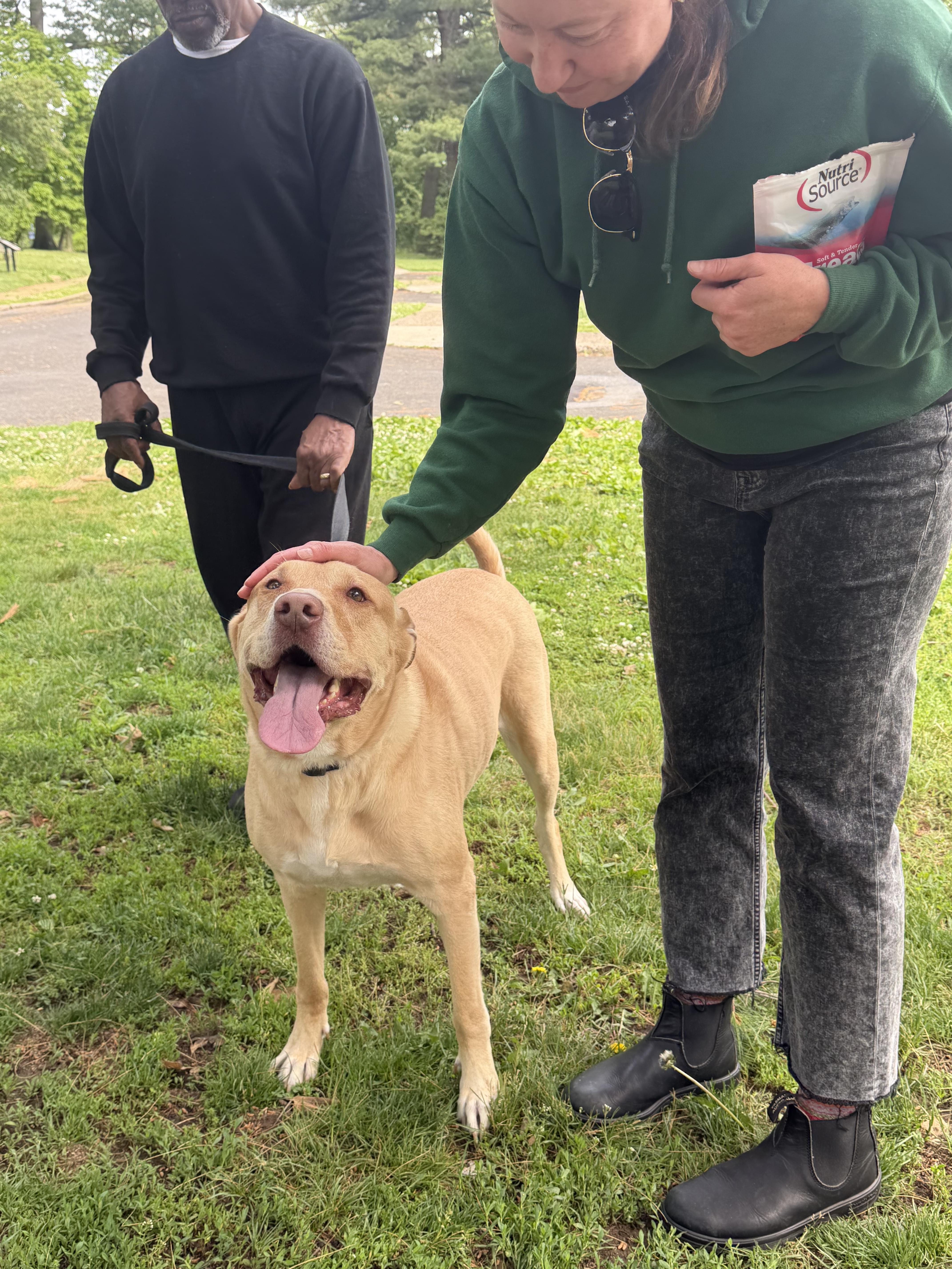 An adult large-sized male Pit Bull Terrier dog named Major for adoption in Philadelphia, PA