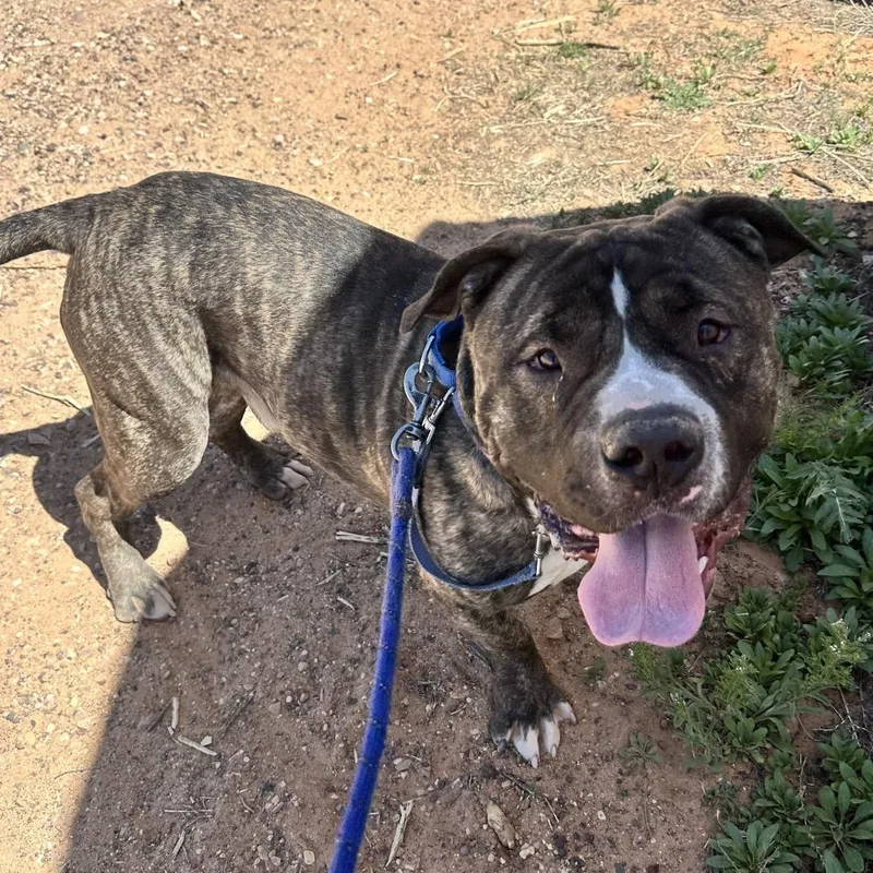 An adult large-sized male Brindle American Bulldog dog named Bibble for adoption in Branford, CT