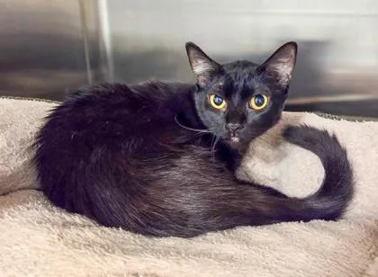 An adult large-sized female Domestic Short Hair cat named Ladyfinger for adoption in Fresno, CA