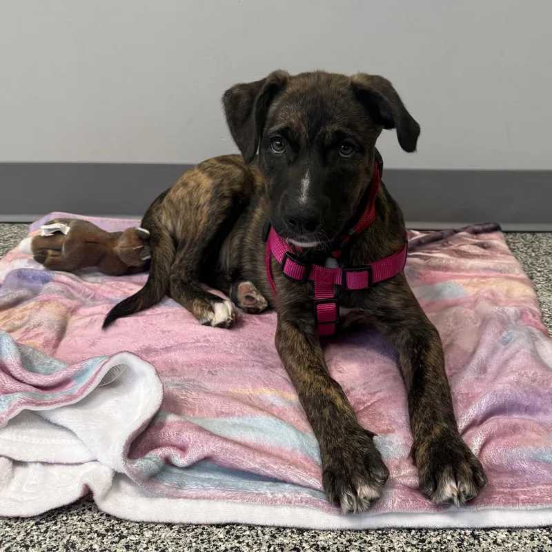 A young large-sized female Brindle Mixed Breed dog named Fish for adoption in Detroit, MI