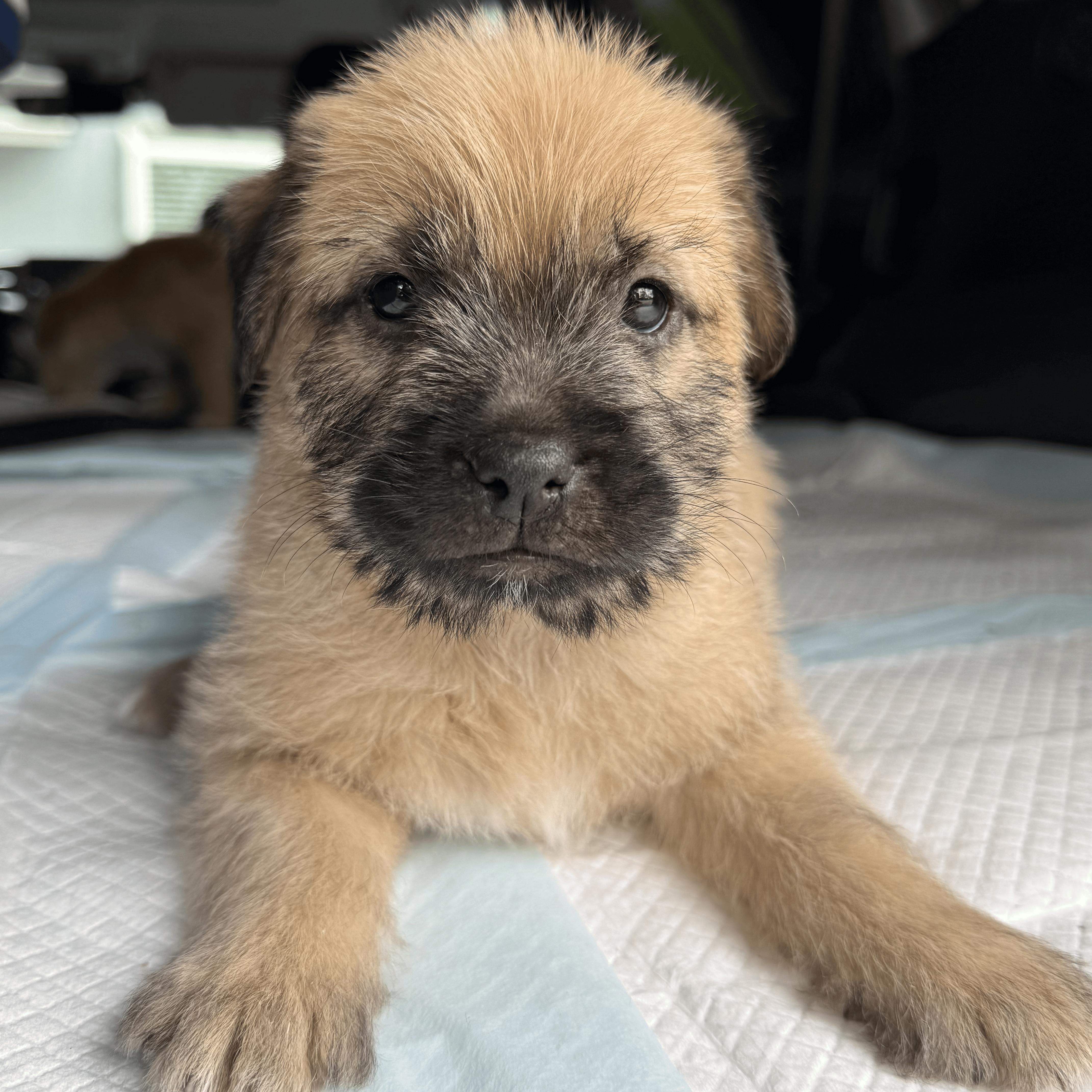 A young small-sized female Brindle Border Terrier dog named Sia for adoption in Van Nuys, CA