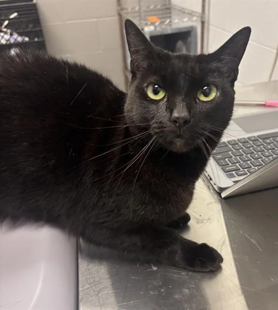An adult small-sized female Domestic Short Hair cat named Suki for adoption in Indianapolis, IN