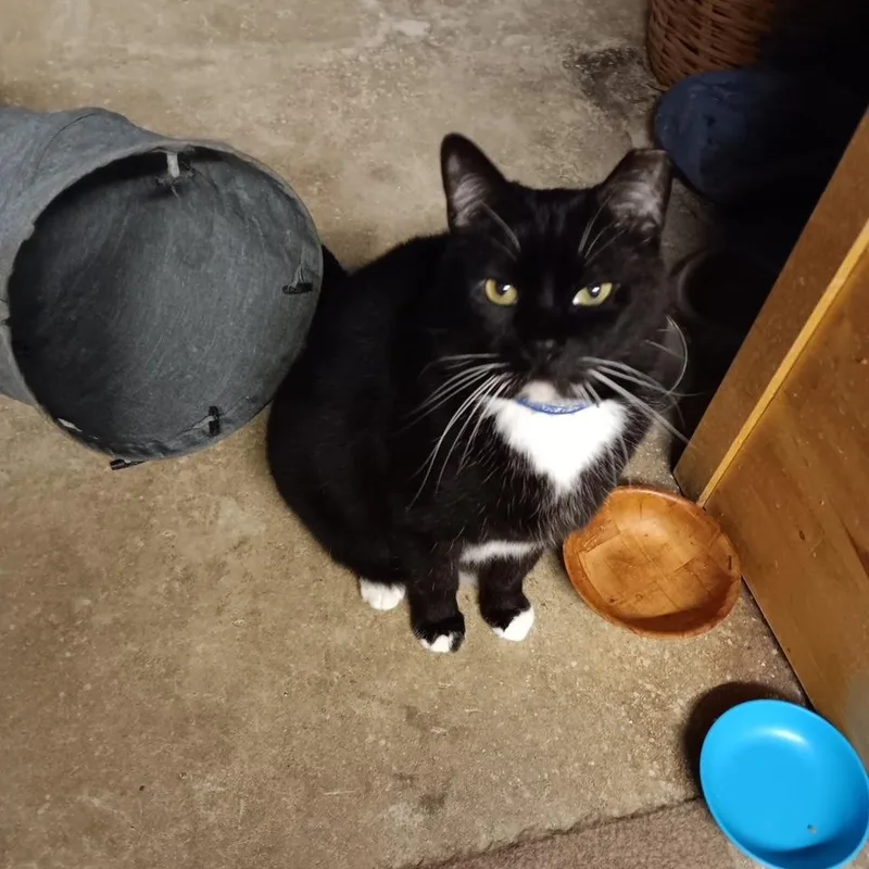An adult medium-sized male Black & White / Tuxedo Domestic Short Hair cat named Bb King [garden  for adoption in Benicia, CA
