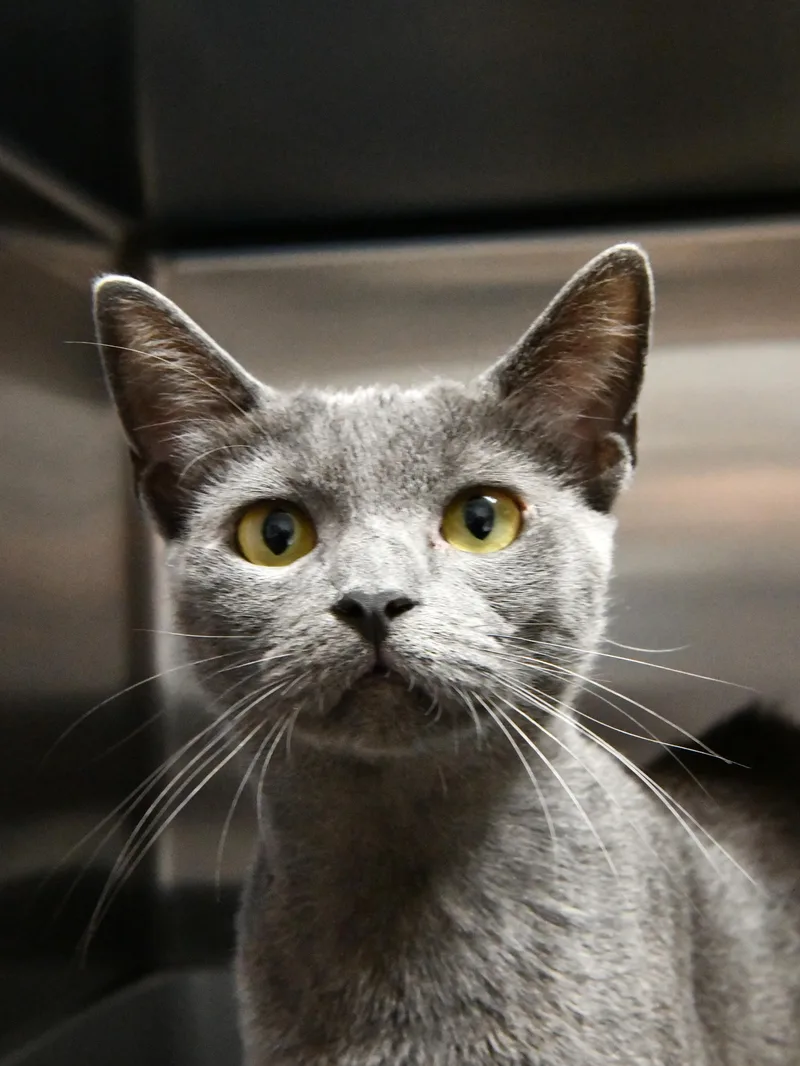 A young medium-sized female Gray / Blue / Silver Domestic Short Hair cat named Chicha for adoption in Fairhope, AL