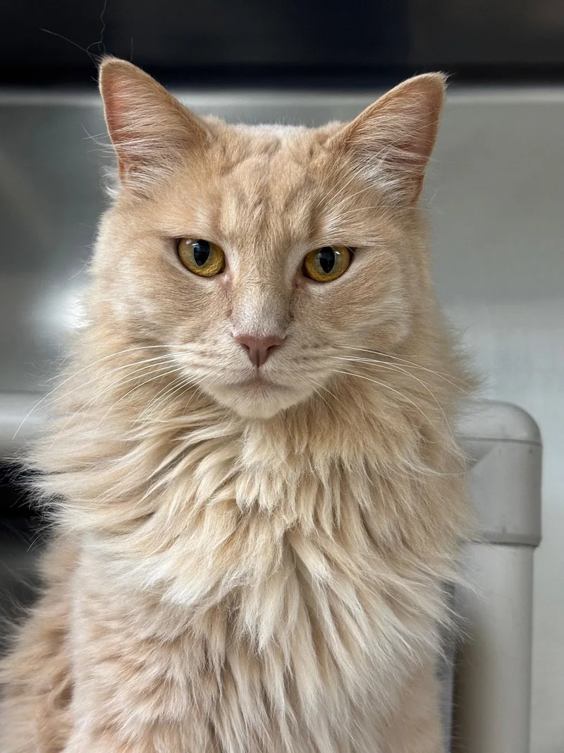 An adult medium-sized male Orange / Red Domestic Medium Hair cat named Pumpkin for adoption in Brick, NJ