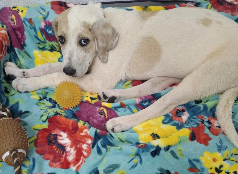 A baby large-sized female Great Pyrenees dog named Angel for adoption in York, SC