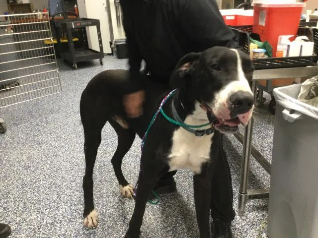 A young medium-sized male Great Dane dog named Pather for adoption in Thousand Palms, CA