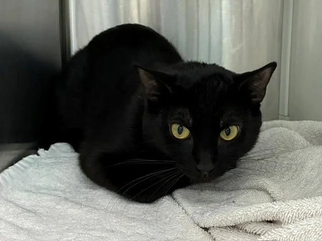 A young medium-sized female Domestic Short Hair cat named Zinnia for adoption in Brighton, CO