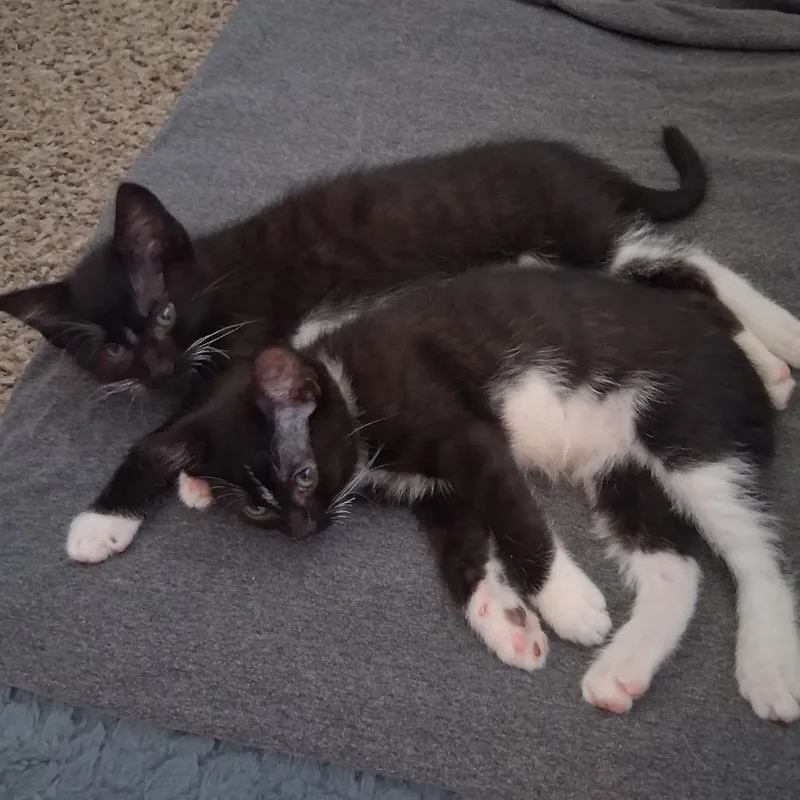 A baby small-sized male Black Domestic Short Hair cat named Oreo for adoption in Layton, UT