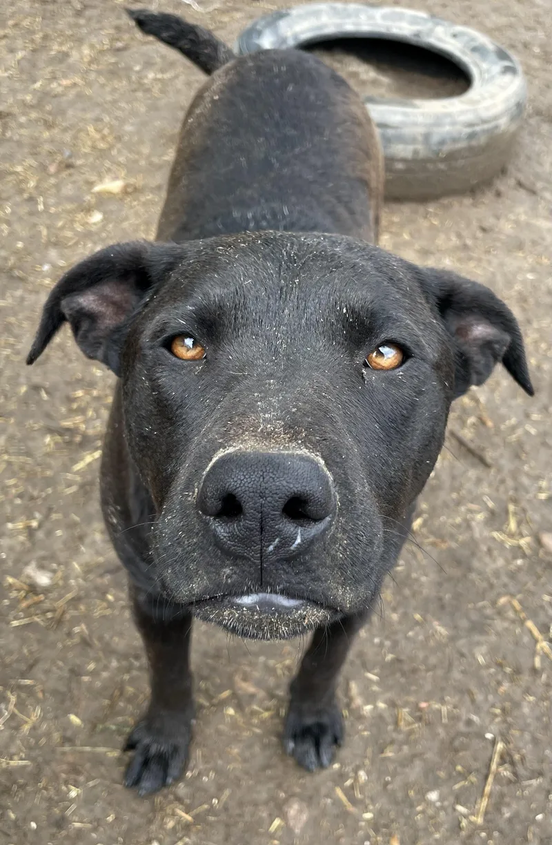 An adult large-sized male Labrador Retriever dog named Max for adoption in Tracy City , TN