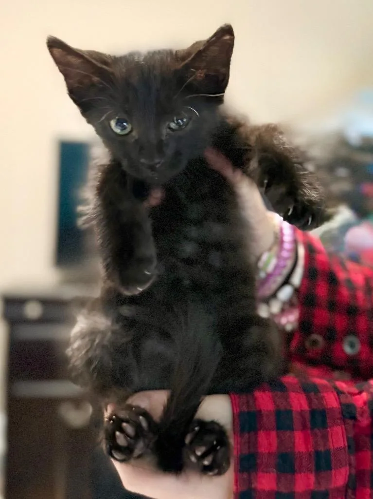 A baby small-sized male Domestic Short Hair cat named Chocolate Chip for adoption in Augusta, GA