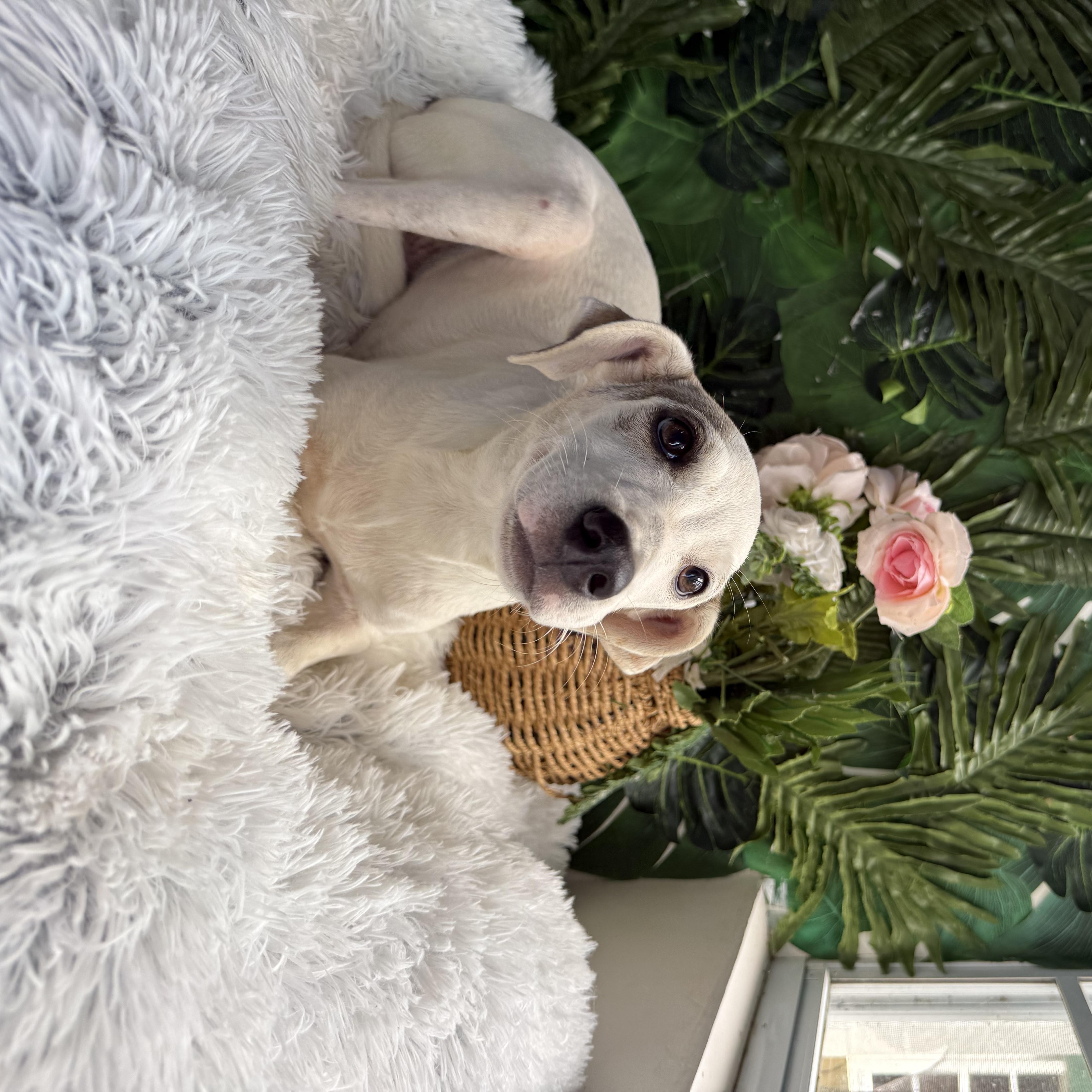 A baby medium-sized female White / Cream Mixed Breed dog named August for adoption in Richmond, VA