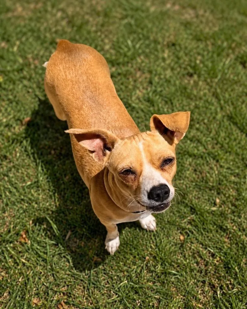 An adult small-sized female Chihuahua dog named Sorrento for adoption in Reno, NV