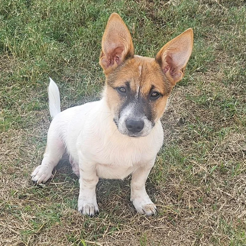 A baby small-sized male Brown / Chocolate Corgi dog named Alfie C for adoption in Oklahoma City, OK