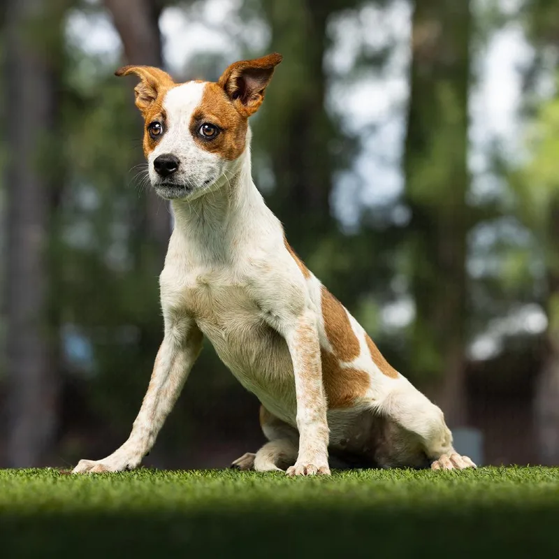 A young small-sized female Apricot / Beige Mixed Breed dog named Moana for adoption in Jupiter, FL