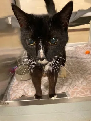 An adult medium-sized male Domestic Short Hair cat named Rudo for adoption in Fallston, MD